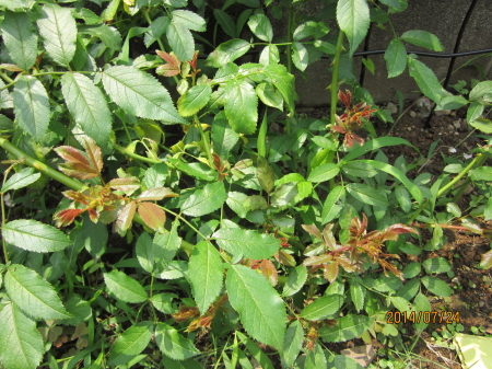 バレリーナのシュート