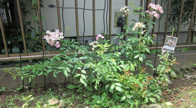 梅雨明け直後のバレリーナ